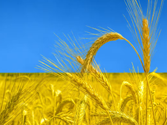 Ο Τούρκος υπ.  Άμυνας Ακάρ πιστεύει ότι η συμφωνία εξαγωγής ουκρανικών σιτηρών μέσω της Μαύρης Θάλασσας θα παραταθεί στις 18 Μαρτίου