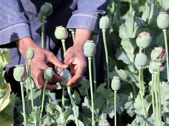 Αφγανιστάν: Αποδίδει η απαγόρευση καλλιέργειας οπίου;