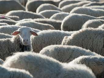 Γάλα: Η ευλογιά αδειάζει την "καρδάρα" - Το κρίσιμο δίμηνο για τη φέτα