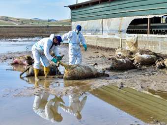 Ελλάδα, Βουλγαρία και Ρουμανία συζητούν για κοινή δράση κατά της εξάπλωσης μεταδοτικών ασθενειών των ζώων