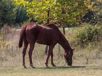 Παρέμβαση του Αρείου Πάγου για τη θανάτωση τεσσάρων αλόγων στα Γρεβενά