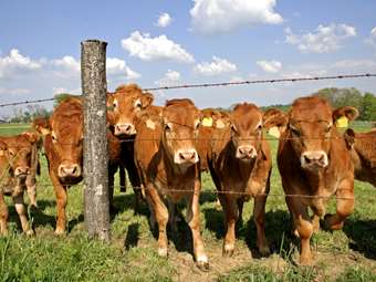 ΗΠΑ: Αγελάδες που μολύνθηκαν από τη γρίπη των πτηνών πέθαναν ή θανατώθηκαν σε πέντε Πολιτείες