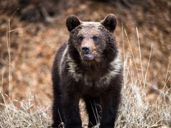 Ιαπωνία: Δύο νεκροί από επιθέσεις που αποδίδονται σε αρκούδες