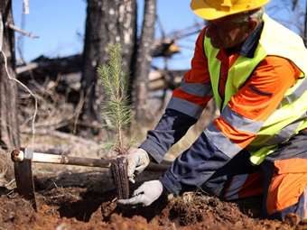 Η Lidl Ελλάς συμμετέχει ενεργά στην αναδάσωση και αποκατάσταση των πληγεισών περιοχών της Βόρειας Εύβοιας