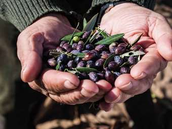 ΑΒΕΑ: Ντεμπούτο στις ζύμες από την αρχαιότερη ελαιουργία