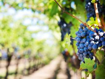 Ευρωπαϊκό Ελεγκτικό Συνέδριο: Ανησυχίες σχετικά με τις επιπτώσεις των δράσεων για τους αμπελοκαλλιεργητές