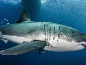 Αίγυπτος: Νεκρός ξένος τουρίστας από επίθεση καρχαρία