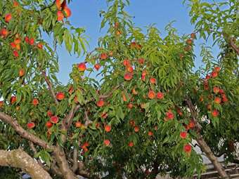 Θεσσαλονίκη: Έντονο ενδιαφέρον για δηλώσεις εκτάσεων με παραμορφωμένα ροδάκινα και νεκταρίνια