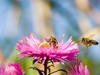 Τι θα συνέβαινε στον πλανήτη χωρίς τις μέλισσες;