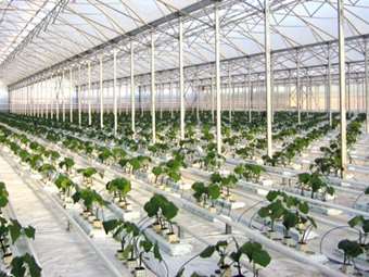 Ανοίγει η αυλαία για τα σύγχρονα θερμοκήπια: Χρηματοδοτήσεις από 23 Ιουνίου