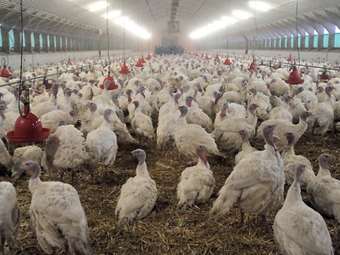 ΗΠΑ: Ανησυχία προκαλούν πρόσφατες μολύνσεις θηλαστικών και ανθρώπων από τον ιό της γρίπης των πτηνών