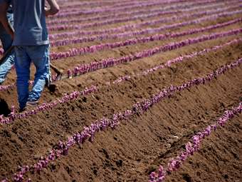 Ξεκινά 10 Ιουνίου η εφαρμογή της Διμερούς Συμφωνίας Ελλάδος - Αιγύπτου για τους εποχικούς εργαζομένους