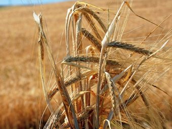 Ρωσία και ΟΗΕ συζητούν για τις εξαγωγές λιπασμάτων και σιτηρών