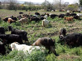 Σε εξέλιξη η προκαταρκτική για την τήρηση των μέτρων βιοασφάλειας στη Θεσσαλία