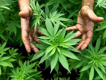 ΗΠΑ: Τη νομιμοποίηση της χρήσης κάνναβης για ψυχαγωγικούς σκοπούς στηρίζει ο Τραμπ