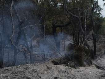 WWF: "Πέντε κρίσιμα χρόνια εν όψει για το καμμένο δάσος της Δαδιάς" - Τι αναφέρει σε έρευνά του