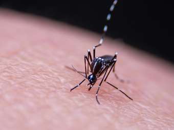 Ρεκόρ κρουσμάτων στην Ευρώπη σε νοσήματα που μεταδίδονται από κουνούπια - Καμπανάκι από το ECDC