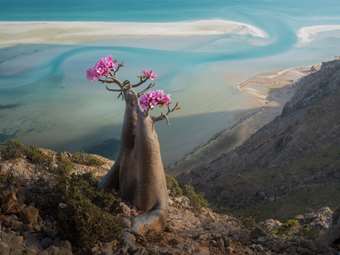 Τα μυστήρια της νήσου Σοκότρα