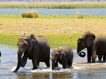 Για... κυνήγι στη Ζιμπάμπουε λόγω κυρώσεων οι Ρώσοι "κροίσοι"