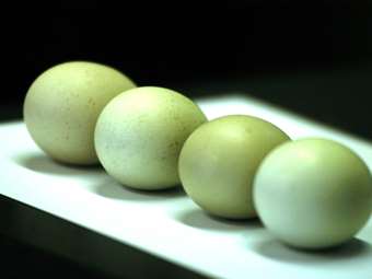 Ελληνικά αυγά: Βρέθηκαν χημικές ουσίες και φυτοφάρμακα - Τι δείχνει μελέτη του Πανεπιστημίου Αιγαίου και του ΕΚΠΑ