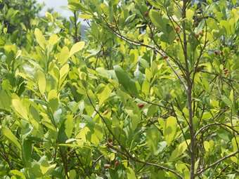 Κολομβία: Ιστορικό ρεκόρ για την παραγωγή κοκαΐνης το 2023