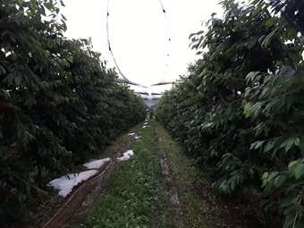 Kαλοκαιρινή κακοκαιρία εξπρές: Άνοιξαν οι ουρανοί σε Γρεβενά και Λάρισα - Ζημιές σε καλλιέργειες