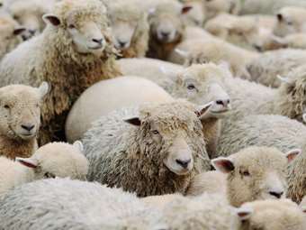 Στον εισαγγελέα του Αρείου Πάγου καταγγελίες για εισαγωγή παράνομων εμβολίων κατά της ευλογιάς των αιγοπροβάτων