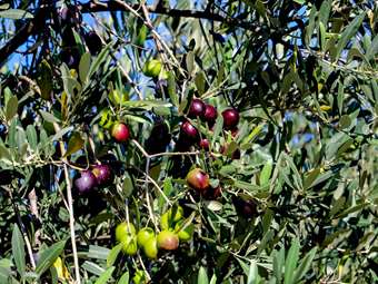 Θα μειωθεί η τιμή του ελαιόλαδου;