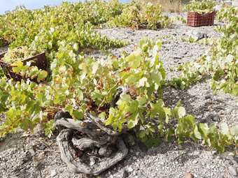 Σαντορίνη: Από 6.000 τόνους σταφύλι στους 800 - SOS εκπέμπει ο αμπελώνας