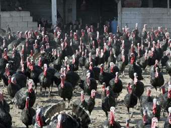 Βουλγαρία: Ξέσπασμα της γρίπης των πτηνών σε ορνιθοτροφείο