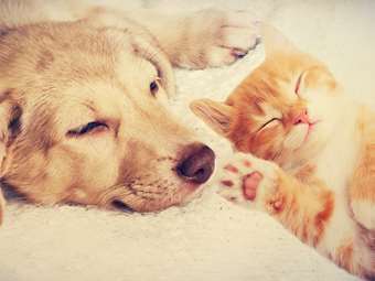 Η ψηφιακή υπεράσπιση των ζώων στην Ελλάδα: Το κρίσιμο αποτύπωμα της πλατφόρμας ΕΜΖΣ