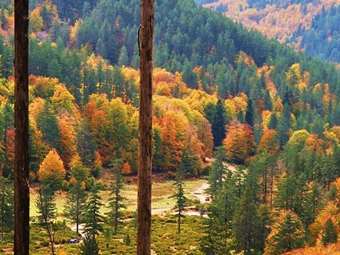 Κοζάνη: Το πρώτο ελληνικό "Πρότυπο Δάσος" ιδρύθηκε στη Δυτ. Μακεδονία