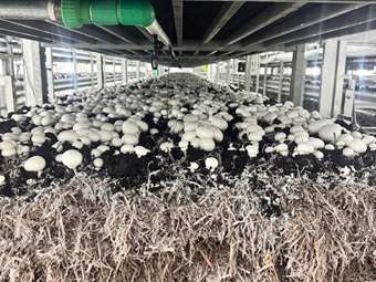 Σάκης Κεχαγιάς: Η ιστορία του επιχειρηματία που έγινε κυρίαρχος των μανιταριών στην Ελλάδα