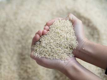 Τρίτη ευρωπαϊκή "δύναμη" η Ελλάδα στη oρυζοκαλλιέργεια