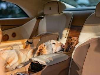 Παγκόσμια ημέρα ζώων με Rolls-Royce Spectre που είναι αφιερωμένη σε ένα σκύλο