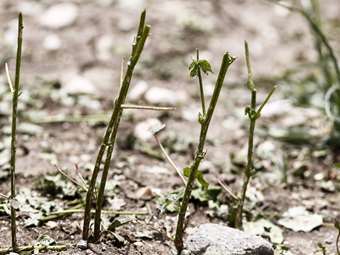 Έδεσσα: Ολική καταστροφή και ζημιές σε πάνω από 50.000 στρέμματα από το χαλάζι