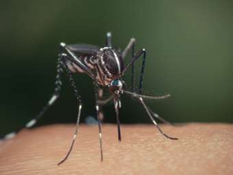 Ισπανικό εργαστήριο στειρώνει κουνούπια τίγρεις για να μειώσει την εξάπλωσή του λόγω της κλιματικής αλλαγής