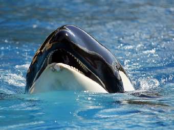 Ρωσία: Επιχείρηση διάσωσης οικογένειας φαλαινών που εξόκειλε στα ρηχά στην Καμτσάτκα