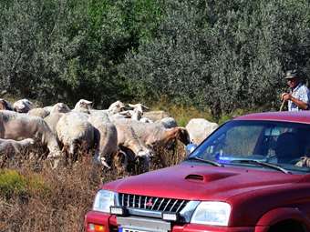 Ενισχύονται οι έλεγχοι και τα μέτρα για την ευλογιά των αιγοπροβάτων - Τι αποφασίστηκε στη σύσκεψη