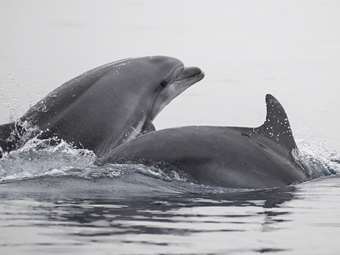 Πρωτοβουλίες για την προστασία και αποκατάσταση τοπικών Μεσογειακών οικοσυστημάτων από τον Όμιλο Sani/Ikos