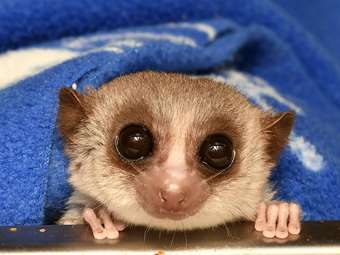 Μπορούν οι λεμούριοι να "διδάξουν" την ανθρωπότητα πώς να αντιστρέφει τη γήρανση;