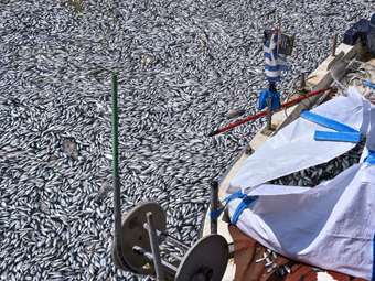 Μέτρα στήριξης των επιχειρήσεων λόγω των νεκρών ψαριών στον Παγασητικό Κόλπο