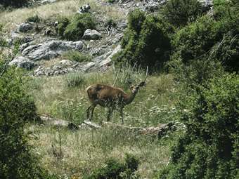 Άγνωστοι επιτέθηκαν σε εθελοντές στην Πάρνηθα