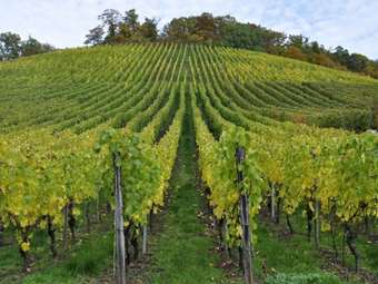 Η ΕΕ μετατρέπει καλό κρασί σε… βιομηχανική αλκοόλη