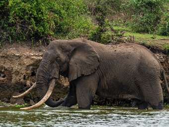 Ινδία: Επτά ελέφαντες σκοτώθηκαν κατά τη σύγκρουση επιβατικού τρένου με κοπάδι