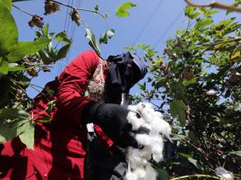 Ολλανδοί ειδικοί: Έρημος η Θεσσαλία αν δεν σταματήσει η παραγωγή βαμβακιού