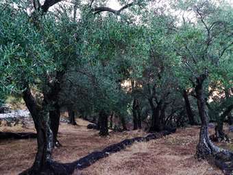 Νέα αύξηση των τιμών εκροών στη γεωργία-κτηνοτροφία τον Ιούλιο