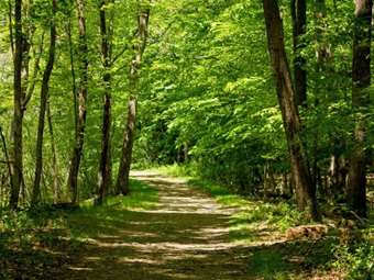 Τρεις υπουργικές αποφάσεις για την ανάθεση της διαχείρισης των δασών σε υβριδικά σχήματα