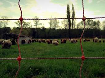 EPPO: Στα δικαστήρια 100 υπόπτοι για απάτες με αγροτικές επιδοτήσεις