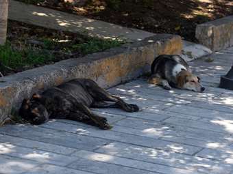 Νόμος η θανάτωση των αδέσποτων σκύλων στην Τουρκία
